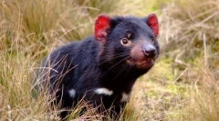 Ljetni vrag (tasmansky devil)